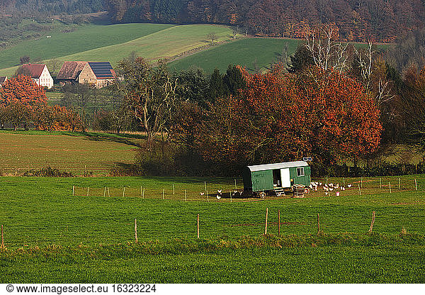 Germany  Baden-Wuerttemberg  alternative poultry farming