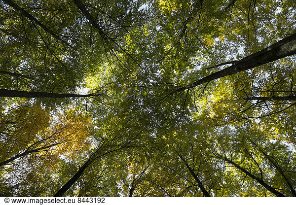 Germany Baden-Wuerttemberg Beech Forest