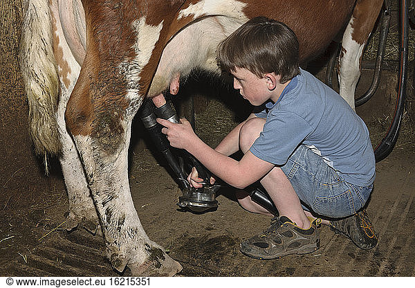 Germany  Baden-Wuerttemberg  Boy milking cow