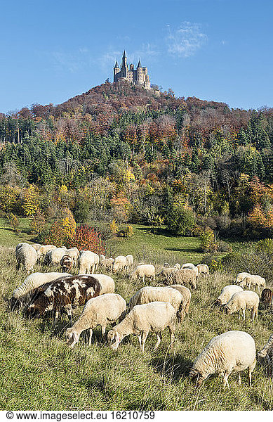 Germany  Baden Wuerttemberg  Flock of sheeps grazing grass  Hohenzollern Castle in background