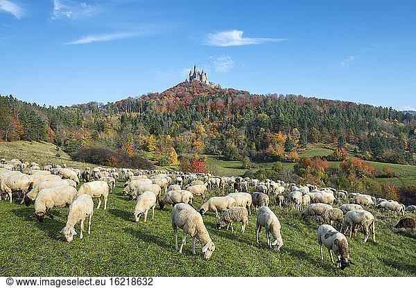 Germany  Baden Wuerttemberg  Flock of sheeps grazing grass  Hohenzollern Castle in background