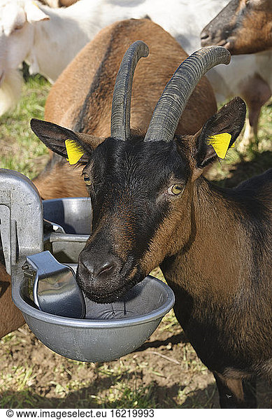 Germany  Baden Wuerttemberg  Goats in farm