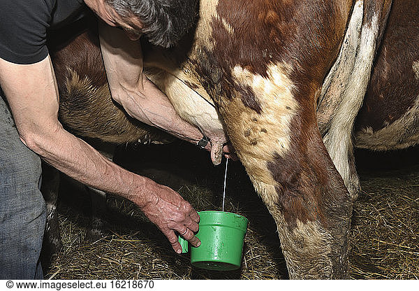 Germany  Baden Wuerttemberg  Mature man milking cow