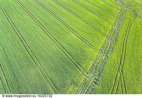 Germany  Baden-Wuerttemberg  Rems-Murr-Kreis  Schurwald  green field in spring