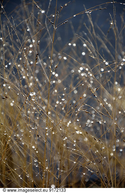 Germany Baden-Wuerttemberg Sigmaringen Grasses with dewdrops