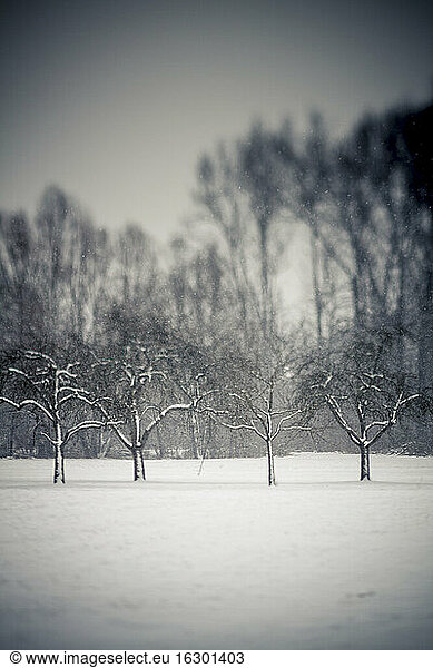 Germany  Baden Wuerttemberg  Vaihingen  snow-covered trees