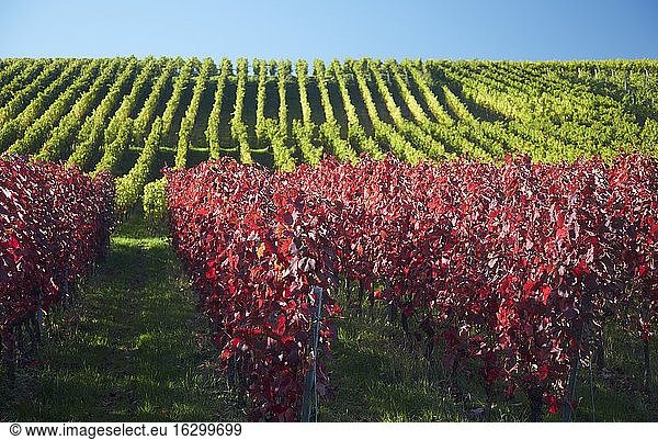 Germany  Baden-Wuerttemberg  Vineyards at Batzenberg