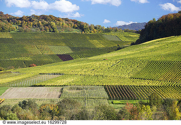 Germany  Baden-Wuerttemberg  Vineyards in Schneckental