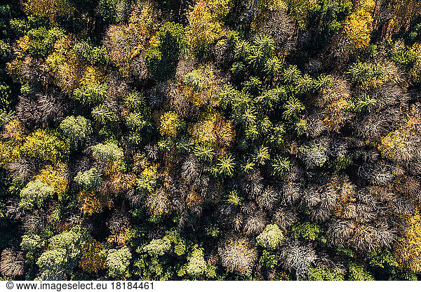 Germany  Baden-Wurttemberg  Aerial view of autumn woodland
