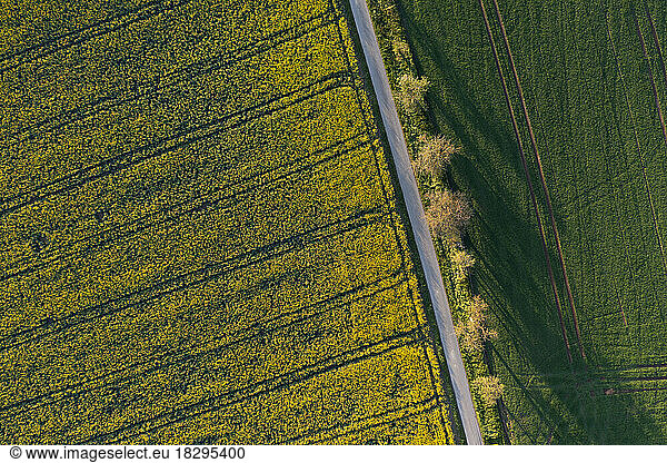 Germany  Baden-Wurttemberg  Aerial view of country road stretching along oilseed rape field in spring