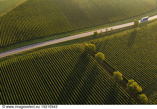 Germany  Baden-Wurttemberg  Aerial view of country road stretching between vineyards