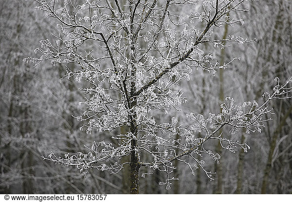 Germany  Baden-Wurttemberg  Bare tree covered with hoarfrost
