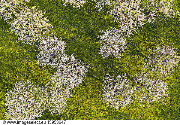 Germany  Baden-Wurttemberg  Beuren  Drone view of countryside orchard in spring