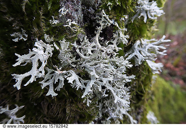 Germany  Baden-Wurttemberg  Close-up of tree trunk covered in moss and lichen