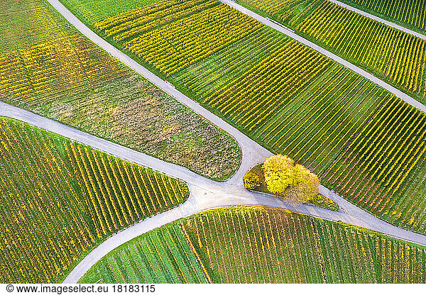 Germany  Baden-Wurttemberg  Drone view of autumn vineyards in Remstal