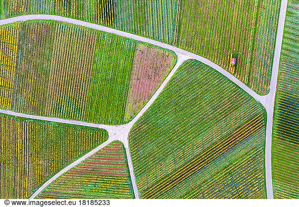 Germany  Baden-Wurttemberg  Drone view of autumn vineyards in Remstal