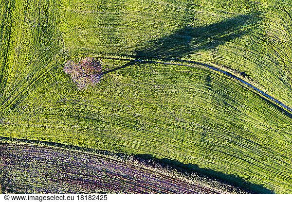 Germany  Baden-Wurttemberg  Drone view of single tree standing in green autumn field
