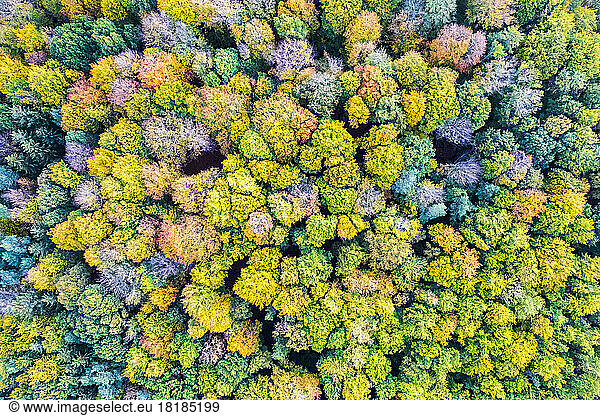Germany  Baden-Wurttemberg  Drone view of Swabian-Franconian Forest in autumn