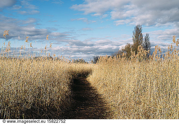 Germany  Baden-Wurttemberg  Empty footpath through yellow reeds