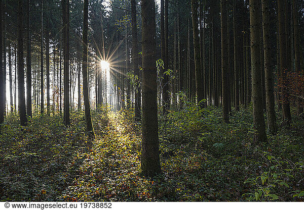 Germany  Baden-Wurttemberg  Forest in Swabian Jura at autumn sunrise
