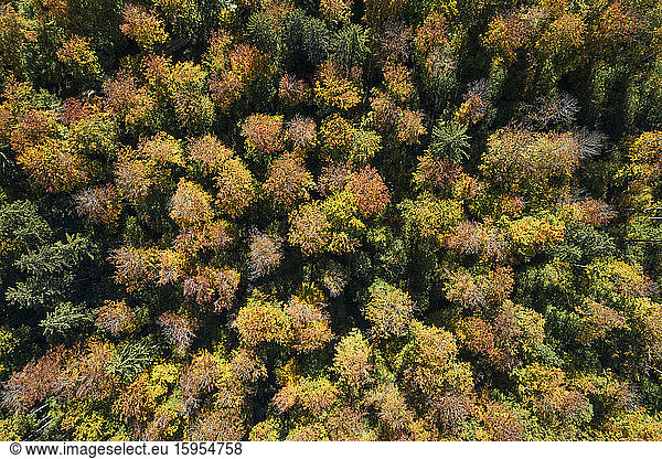 Germany  Baden-Wurttemberg  Heidenheim an der Brenz  Drone view of autumn forest in Swabian Alps