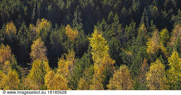 Germany  Baden-Wurttemberg  Kaltenbronn  Canopies of forest trees in Black Forest range