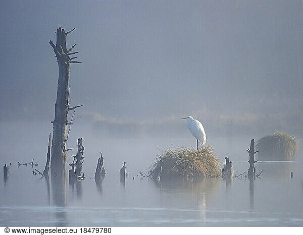 Germany  Baden-Wurttemberg  Lone great egret (Ardea alba) in Schwenninger Moos bog at foggy dawn