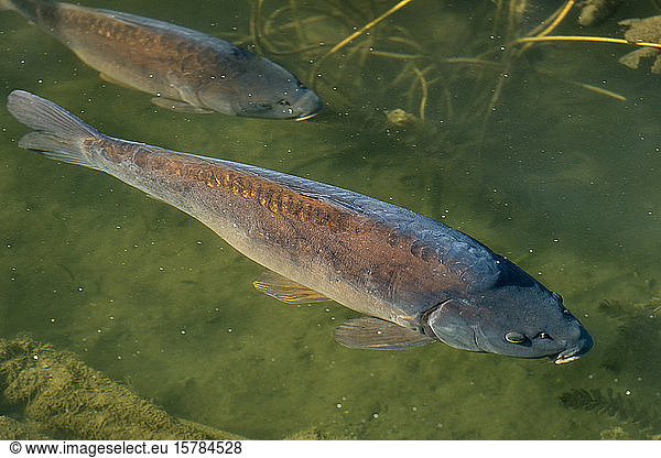 Germany  Baden-Wurttemberg  Mainau  Carps swimming in pond