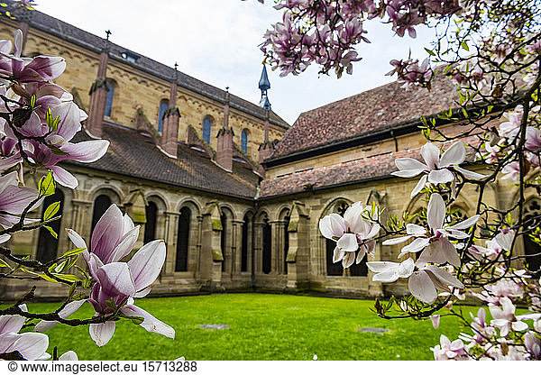 Germany  Baden-Wurttemberg  Maulbronn  Cherry blossom branches in courtyard of Maulbronn Monastery