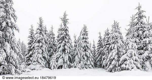 Germany  Baden-Wurttemberg  Panoramic view of snow-covered trees in Black Forest
