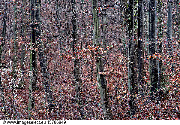 Germany  Baden-Wurttemberg  Quiet autumn forest