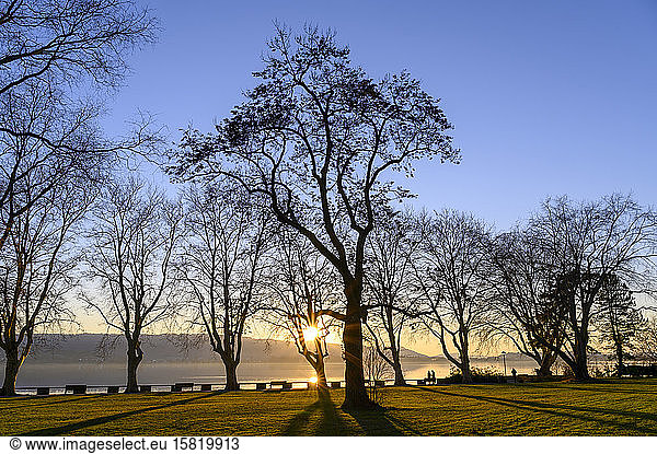Germany  Baden-Wurttemberg  Radolfzell am Bodensee  Silhouettes of trees growing on shore of Lake Constance at sunset