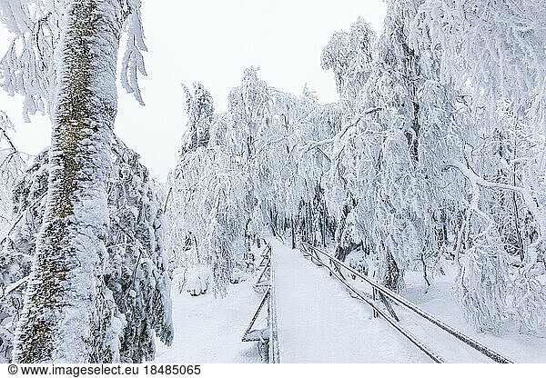 Germany  Baden-Wurttemberg  Snow-covered boardwalk in Black Forest