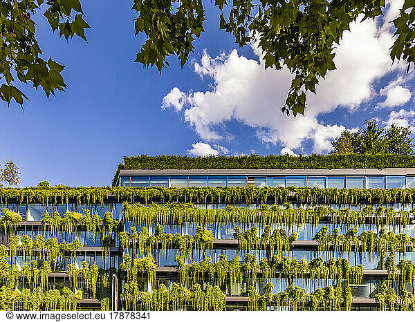 Germany  Baden-Wurttemberg  Stuttgart  Office building covered in green creeping plants