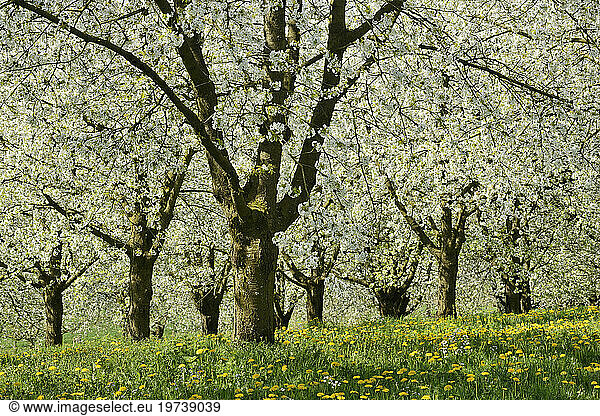 Germany  Baden-Wurttemberg  White blossoming cherry trees