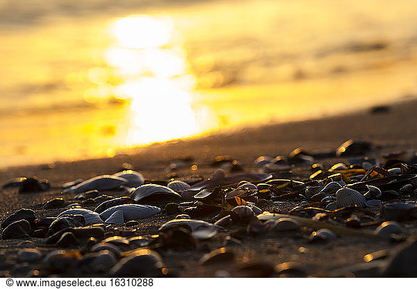 Germany  Baltic Sea  Bay of Luebeck  beach with shells during sunset