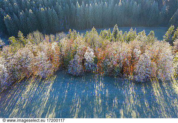 Germany  Bavaria  Aerial view of grove in autumn