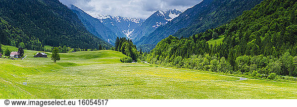 Germany  Bavaria  Allgau  Oberallgau  Trettachtal  Alpine meadow