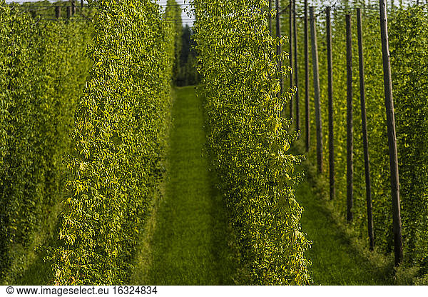 Germany  Bavaria  Attenhofen  hop garden