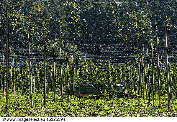 Germany  Bavaria  Attenhofen  hop harvest