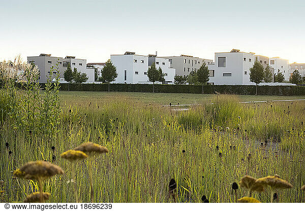 Germany  Bavaria  Augsburg  Wildflowers blooming in meadow stretching in front of suburban flats at dusk