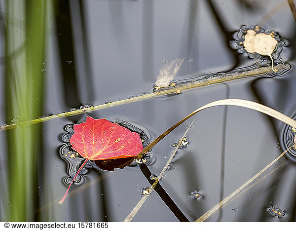 Germany  Bavaria  Autumn leaf floating in pond