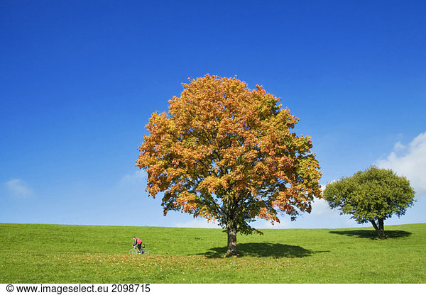 Germany  Bavaria  autumnal maple tree