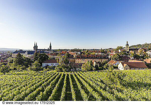 Germany  Bavaria  Bamberg  Green springtime vineyard with old town in background