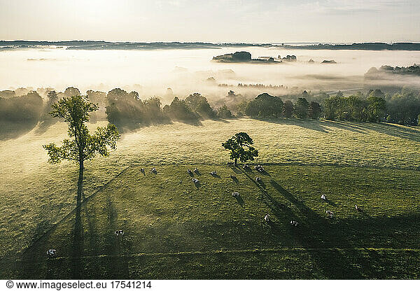 Germany  Bavaria  Berg  Aerial view of animals grazing in pasture at foggy dawn