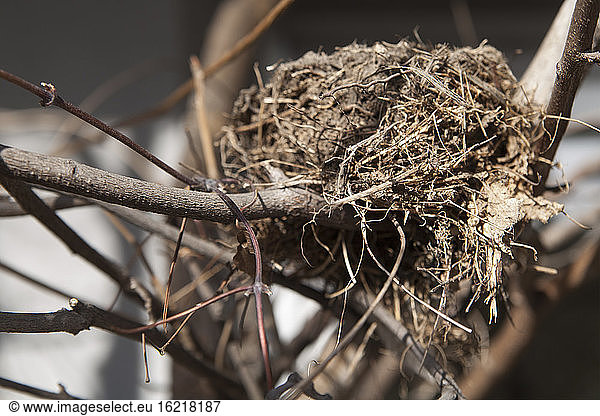 Germany  Bavaria  Bird's nest on branch
