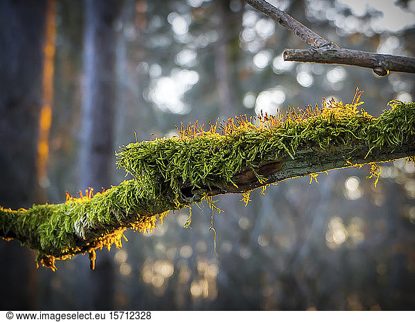 Germany  Bavaria  Close-up of moss-covered branch