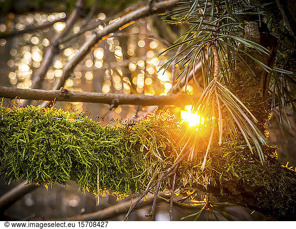 Germany  Bavaria  Close-up of moss-covered branch at sunset