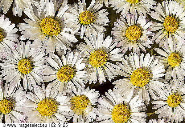 Germany  Bavaria  Daisy flowers  close up