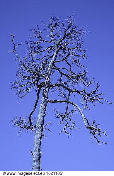 Germany  Bavaria  Dead tree